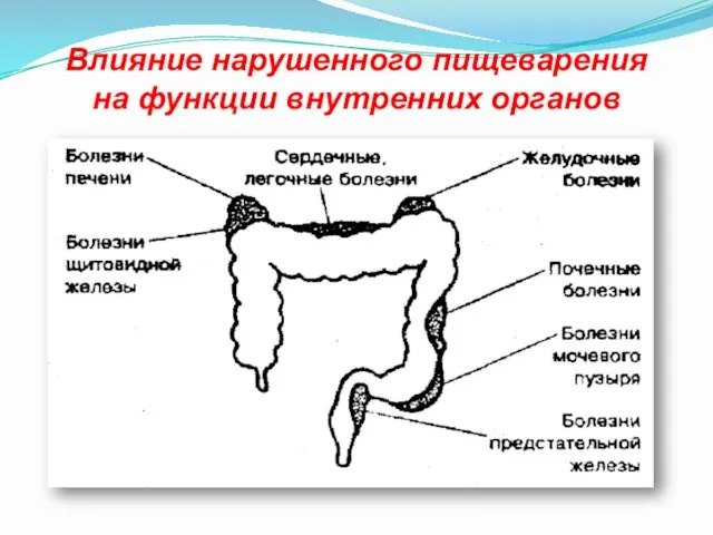 Влияние нарушенного пищеварения на функции внутренних органов