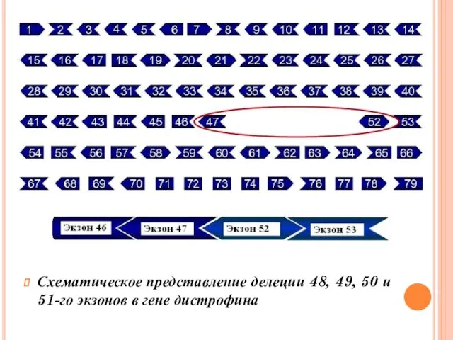 Схематическое представление делеции 48, 49, 50 и 51-го экзонов в гене дистрофина