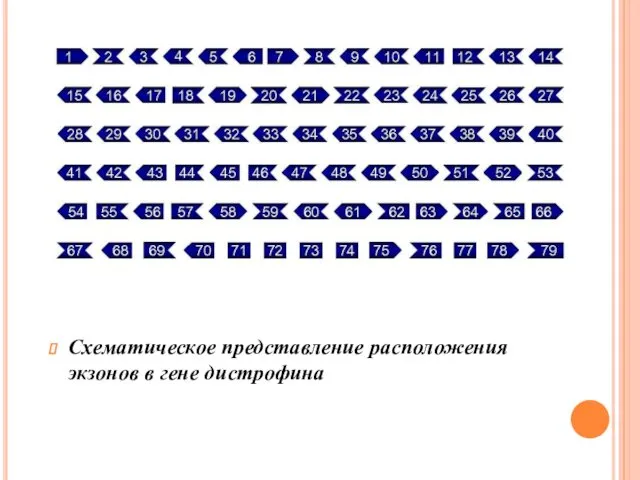Схематическое представление расположения экзонов в гене дистрофина