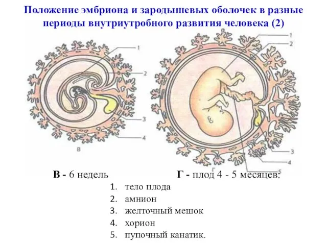 Положение эмбриона и зародышевых оболочек в разные периоды внутриутробного развития