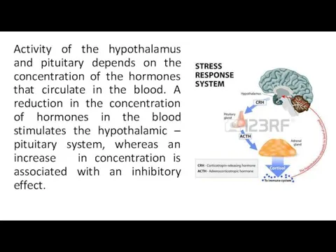 Activity of the hypothalamus and pituitary depends on the concentration of the hormones