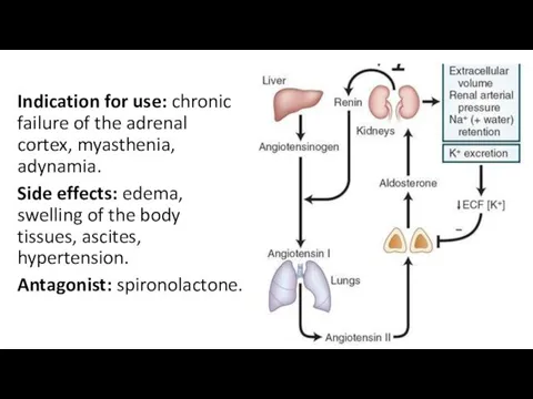 Indication for use: chronic failure of the adrenal cortex, myasthenia, adynamia. Side effects: