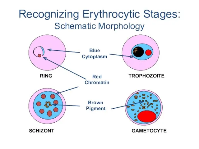 Recognizing Erythrocytic Stages: Schematic Morphology