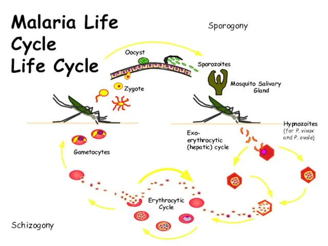 Exo- erythrocytic (hepatic) cycle Malaria Life Cycle Life Cycle Schizogony Sporogony