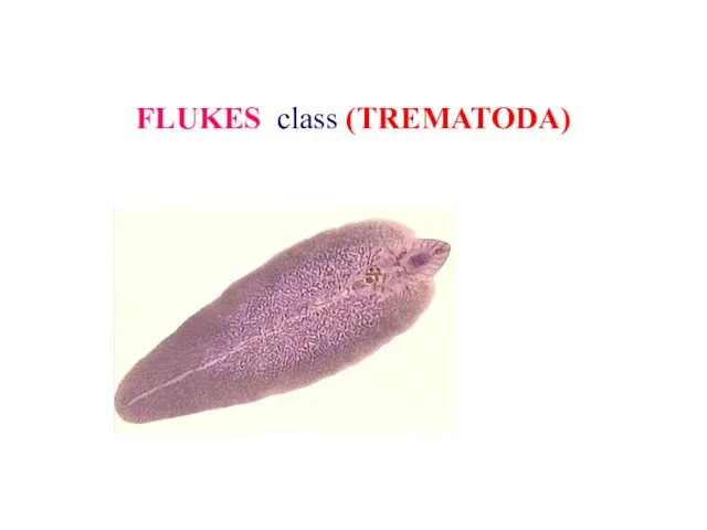 FLUKES class (TREMATODA)