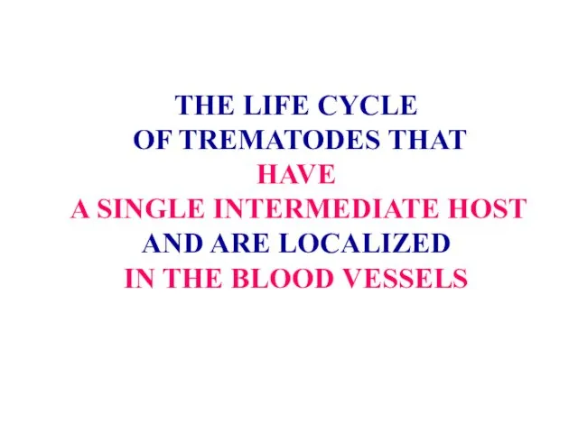 THE LIFE CYCLE OF TREMATODES THAT HAVE A SINGLE INTERMEDIATE