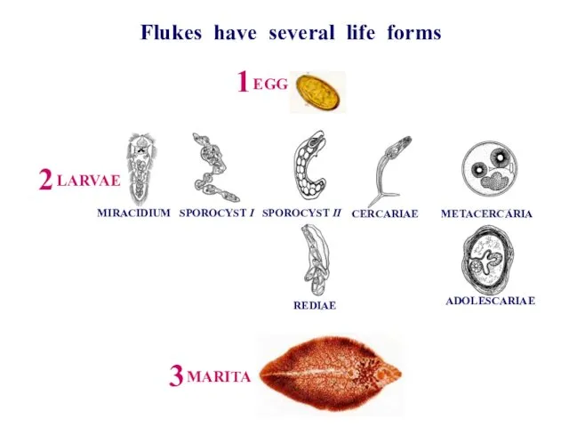 Flukes have several life forms LARVAE EGG MARITA MIRACIDIUM SPOROCYST