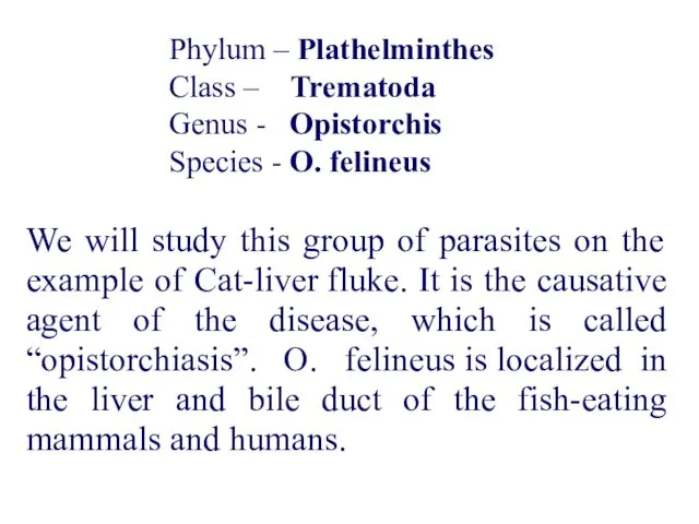 Phylum – Plathelminthes Class – Trematoda Genus - Opistorchis Species