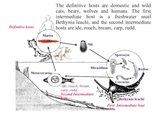 Rediae Sporocyst Miracidium Marita Definitive hosts First Intermediate host Bethynia