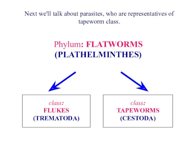 Phylum: FLATWORMS (PLATHELMINTHES) class: FLUKES (TREMATODA) class: TAPEWORMS (CESTODA) Next