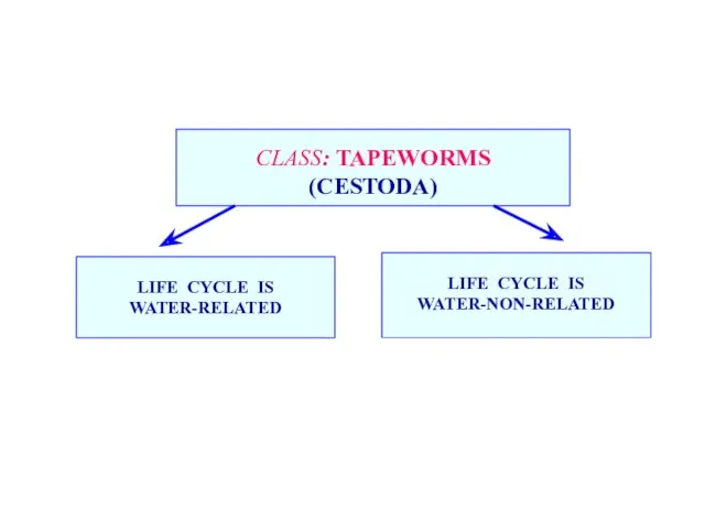 CLASS: TAPEWORMS (CESTODA) LIFE CYCLE IS WATER-RELATED LIFE CYCLE IS WATER-NON-RELATED
