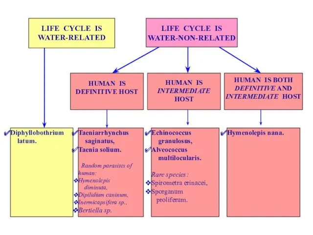 LIFE CYCLE IS WATER-RELATED LIFE CYCLE IS WATER-NON-RELATED HUMAN IS