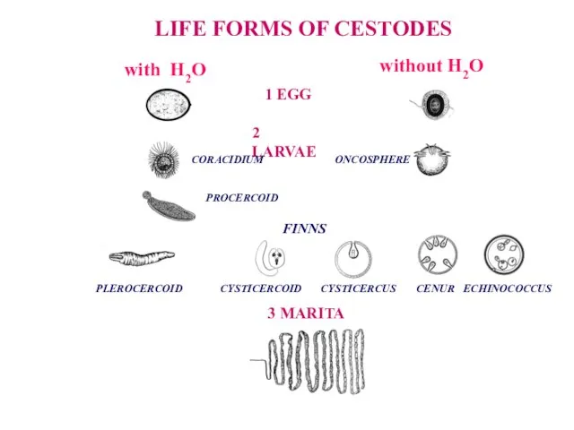 LIFE FORMS OF CESTODES 2 LARVAE 1 EGG 3 MARITA