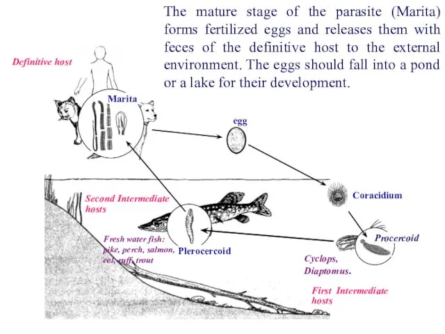 Definitive host The mature stage of the parasite (Marita) forms