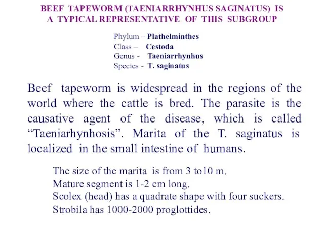 Beef tapeworm is widespread in the regions of the world