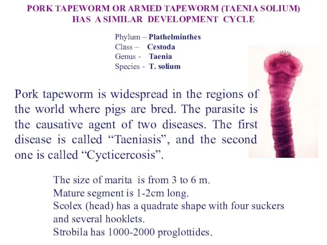 Pork tapeworm is widespread in the regions of the world