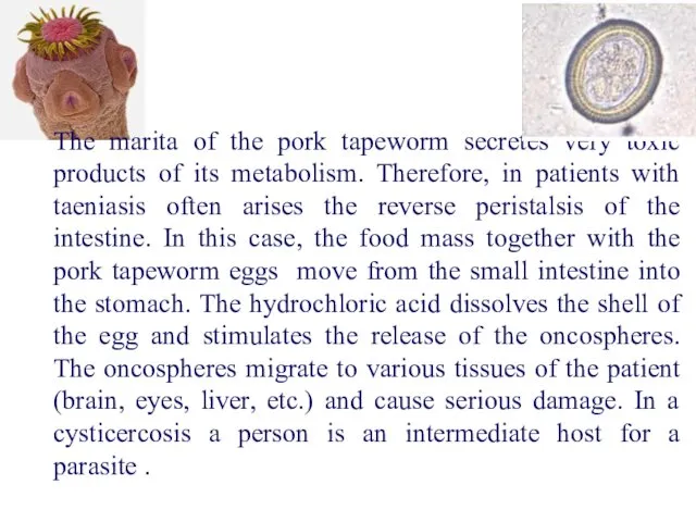 The marita of the pork tapeworm secretes very toxic products
