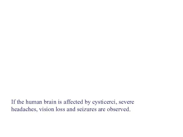If the human brain is affected by cysticerci, severe headaches, vision loss and seizures are observed.