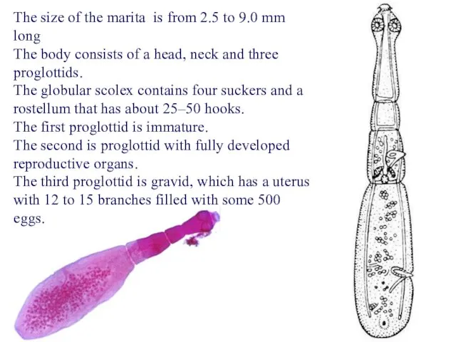 The size of the marita is from 2.5 to 9.0