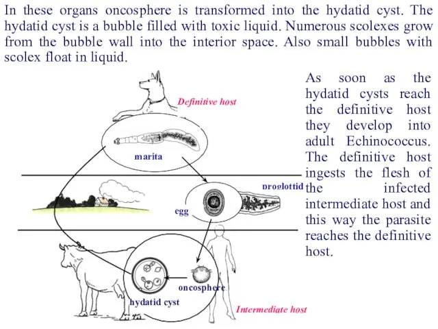 proglottid egg marita Definitive host Intermediate host hydatid cyst oncosphere