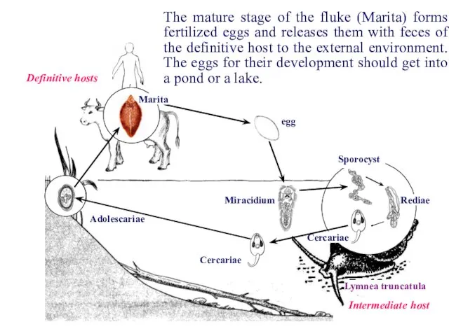 Rediae Sporocyst Cercariae Cercariae Adolescariae Miracidium Marita Definitive hosts Intermediate