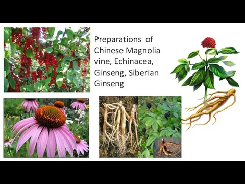 Preparations of Chinese Magnolia vine, Echinacea, Ginseng, Siberian Ginseng