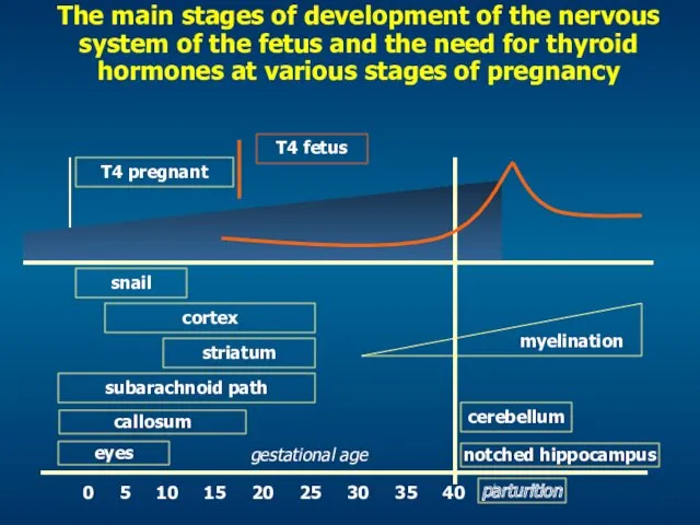 The main stages of development of the nervous system of