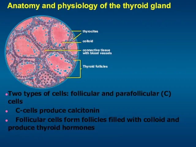 Anatomy and physiology of the thyroid gland Two types of