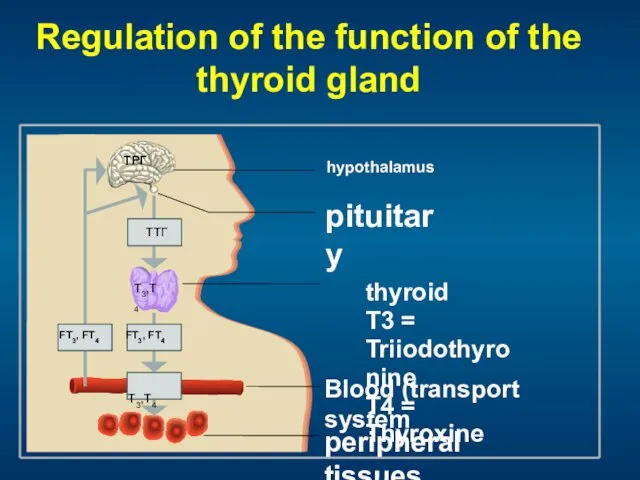 Regulation of the function of the thyroid gland