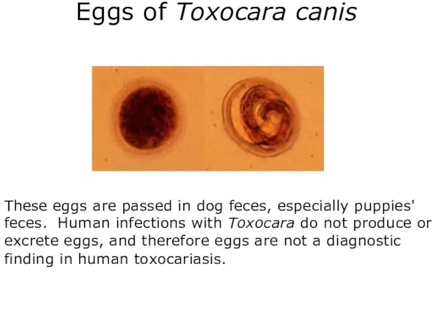 Eggs of Toxocara canis These eggs are passed in dog feces, especially puppies'