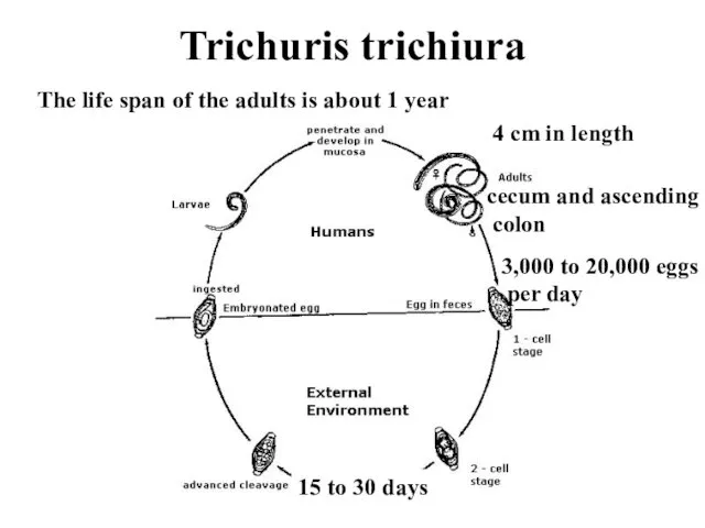 Trichuris trichiura 4 cm in length cecum and ascending colon 3,000 to 20,000