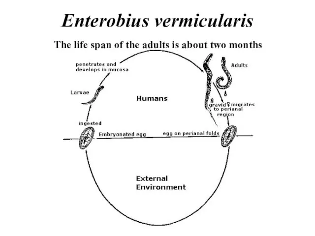 Enterobius vermicularis The life span of the adults is about two months