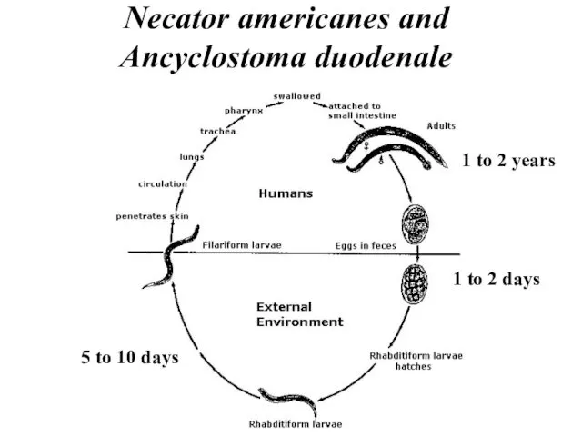 Necator americanes and Ancyclostoma duodenale 1 to 2 years 1 to 2 days