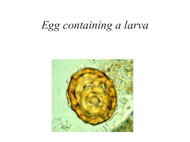 Egg containing a larva