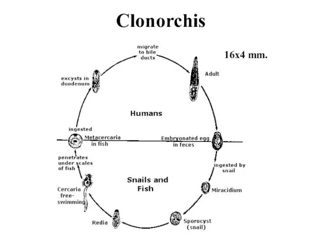 Clonorchis 16x4 mm.