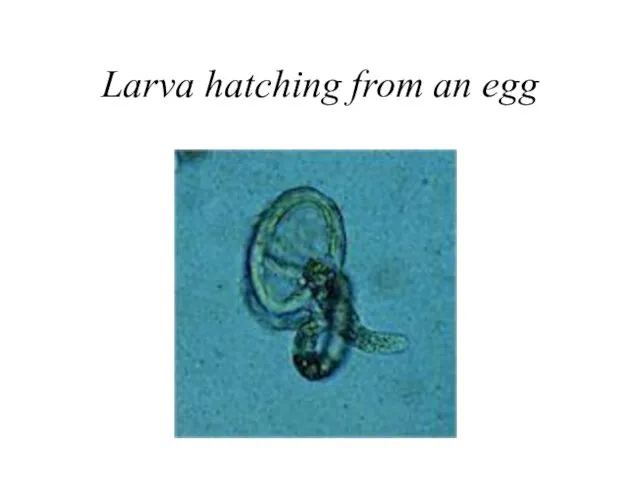 Larva hatching from an egg