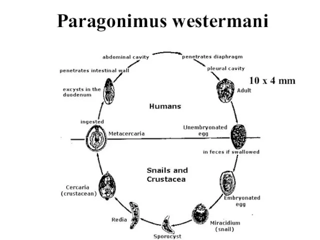 Paragonimus westermani 10 x 4 mm