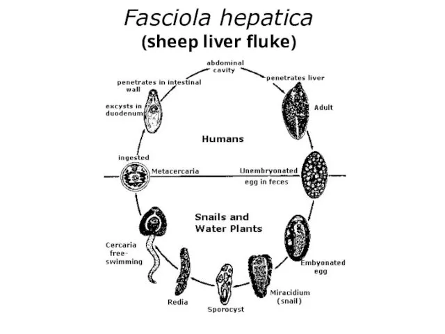 Fasciola hepatica (sheep liver fluke)