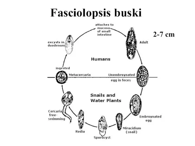 Fasciolopsis buski 2-7 cm