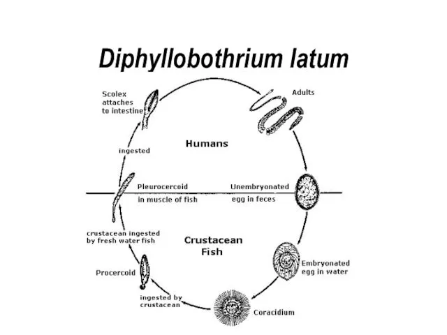 Diphyllobothrium latum