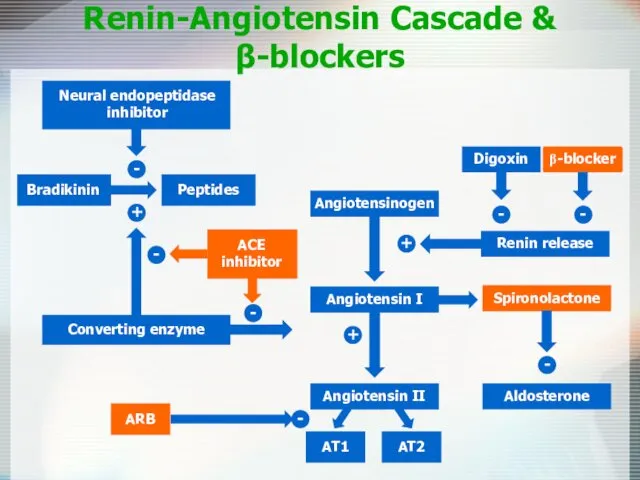 Renin-Angiotensin Cascade & β-blockers Angiotensinogen Angiotensin II AT1 AT2 Aldosterone - + +