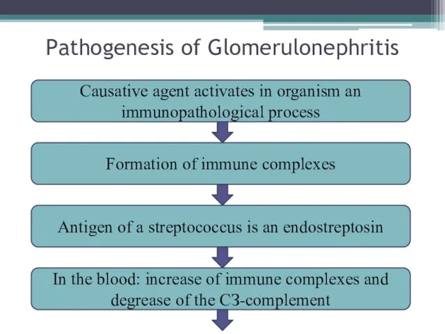 Pathogenesis of Glomerulonephritis Causative agent activates in organism an immunopathological process Formation of