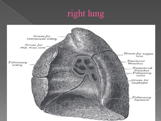 right lung