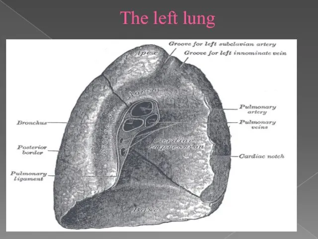 The left lung