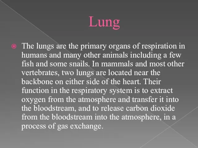 Lung The lungs are the primary organs of respiration in