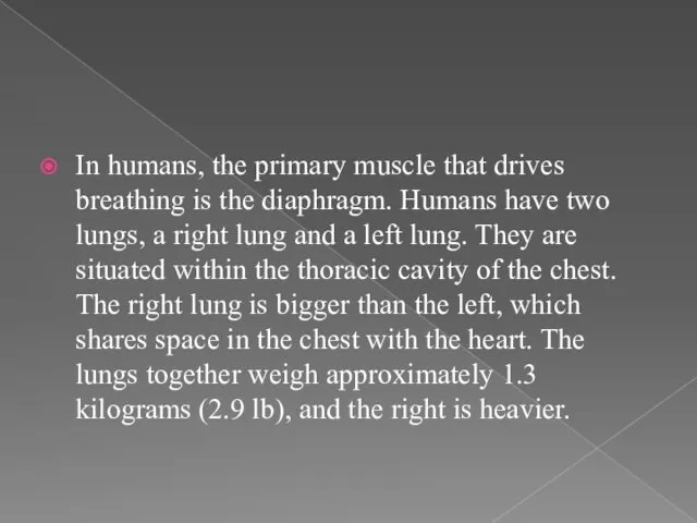 In humans, the primary muscle that drives breathing is the