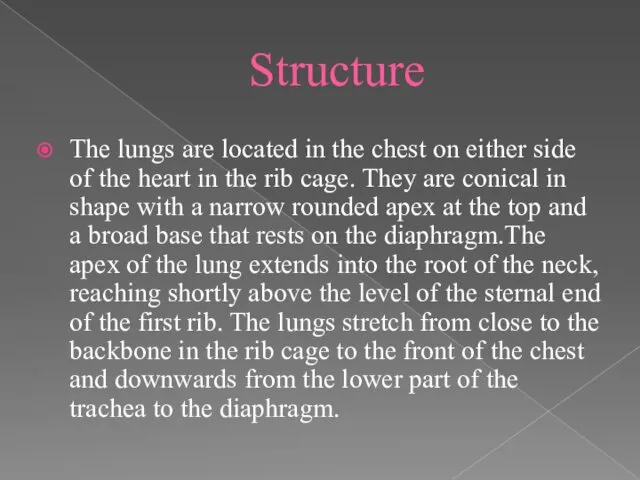 Structure The lungs are located in the chest on either