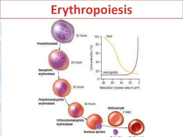 Erythropoiesis