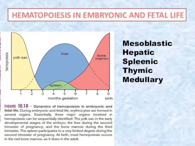 Mesoblastic Hepatic Spleenic Thymic Medullary HEMATOPOIESIS IN EMBRYONIC AND FETAL LIFE