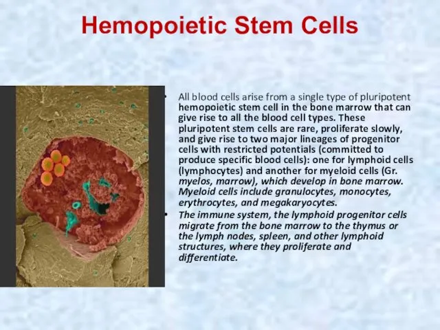 Hemopoietic Stem Cells All blood cells arise from a single